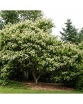 Heptacodium 